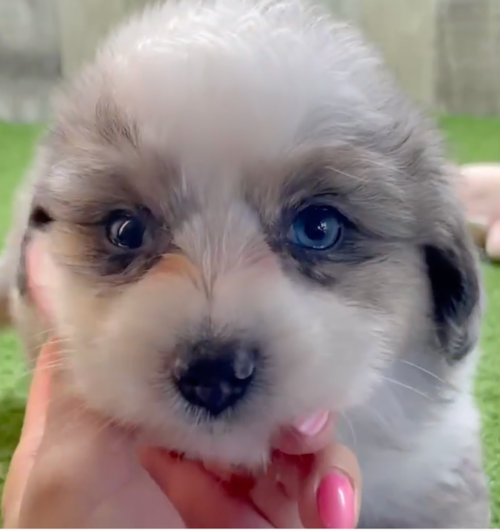 Aussiechon Puppy For Sale - Windy City Pups